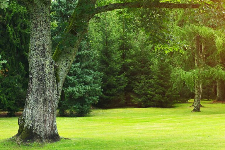 Does Bleach Kill Tree Roots