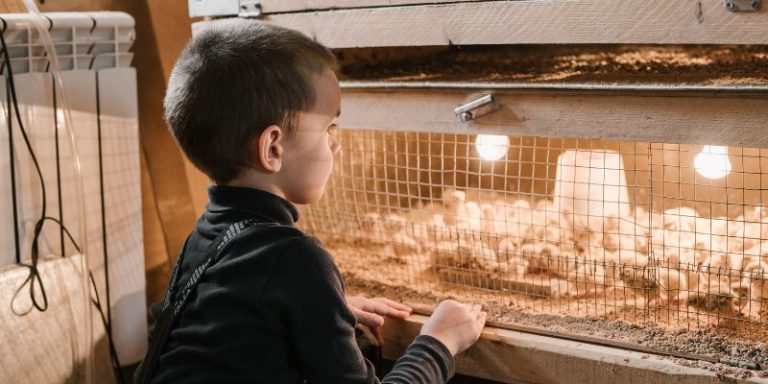 Brooder Vs Heater Setting