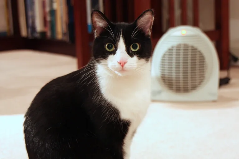A space heater set safely away from a bird cage and small pet bed in a sunlit living room