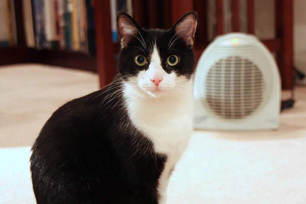 A space heater set safely away from a bird cage and small pet bed in a sunlit living room