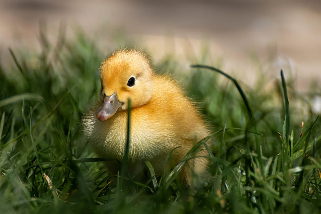 Are heaters safe for birds and small pets?